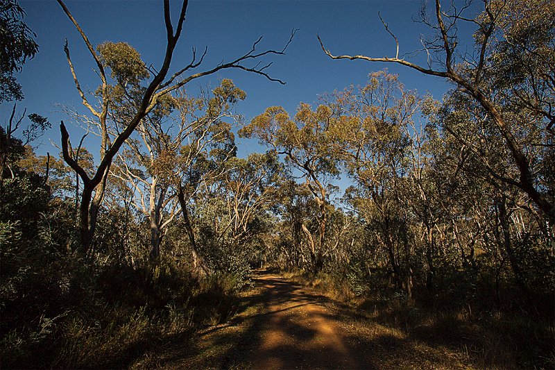 aranda bush.jpg